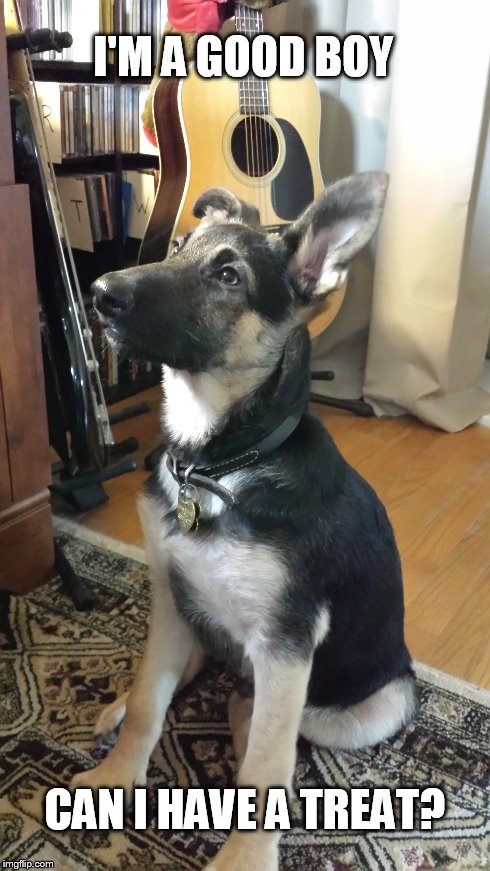 Sirius Begging | I'M A GOOD BOY CAN I HAVE A TREAT? | image tagged in dog,german shepherd,big ears | made w/ Imgflip meme maker