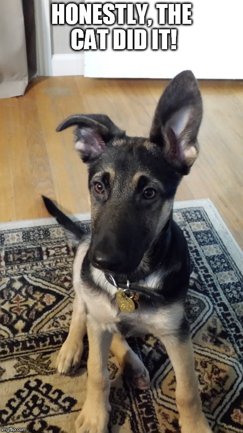 Sirius The Dog | HONESTLY, THE CAT DID IT! | image tagged in big ears,german shepherd,dog | made w/ Imgflip meme maker