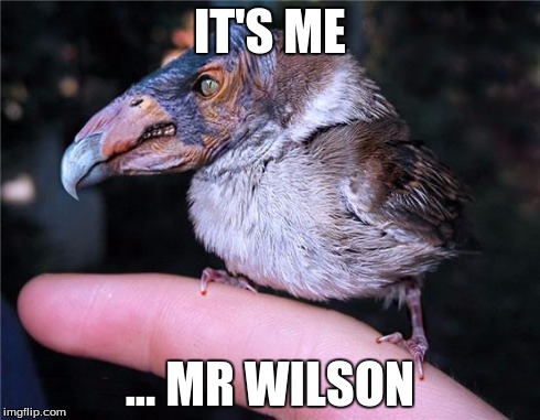 IT'S ME ... MR WILSON | image tagged in mr wilson,birds | made w/ Imgflip meme maker
