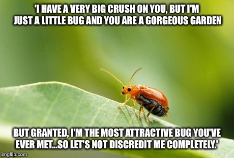 'I HAVE A VERY BIG CRUSH ON YOU, BUT I'M JUST A LITTLE BUG AND YOU ARE A GORGEOUS GARDEN BUT GRANTED, I'M THE MOST ATTRACTIVE BUG YOU'VE EVE | made w/ Imgflip meme maker