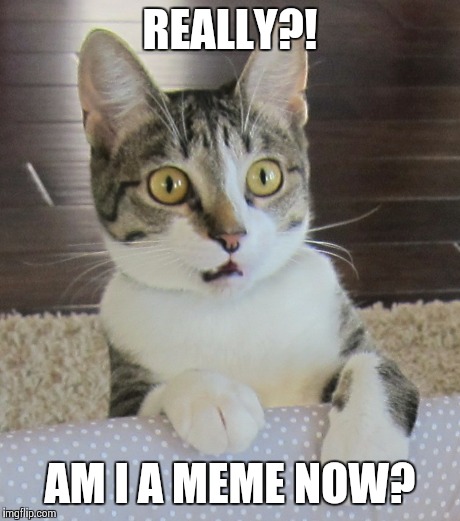REALLY?! AM I A MEME NOW? | made w/ Imgflip meme maker