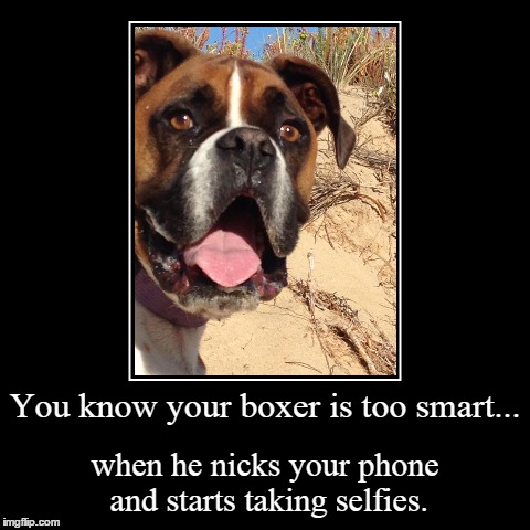 Selfies | image tagged in funny,demotivationals,dogs,boxer | made w/ Imgflip demotivational maker