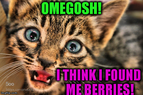 I think I found my berries | OMEGOSH! I THINK I FOUND ME BERRIES! | image tagged in berries,cat,i think i found my berries | made w/ Imgflip meme maker