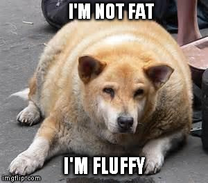 I'M NOT FAT I'M FLUFFY | image tagged in fluffy dog | made w/ Imgflip meme maker