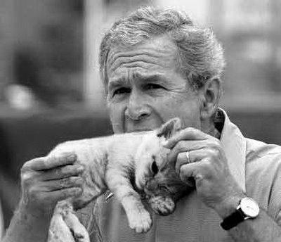 bush eating kitten Blank Meme Template