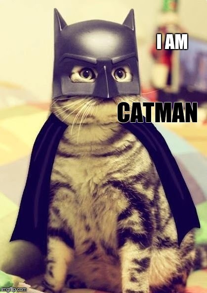 I'M BAT CAT | I AM CATMAN | image tagged in batman slapping robin | made w/ Imgflip meme maker