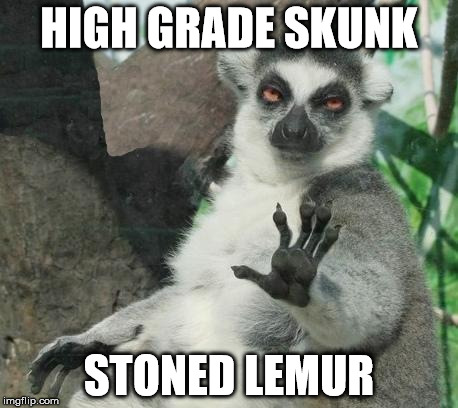 Stoner Lemur Meme | HIGH GRADE SKUNK STONED LEMUR | image tagged in memes,stoner lemur | made w/ Imgflip meme maker