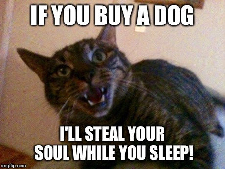 Evil kitty | IF YOU BUY A DOG I'LL STEAL YOUR SOUL WHILE YOU SLEEP! | image tagged in memes | made w/ Imgflip meme maker