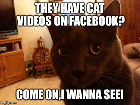 Cats on Facebook  | THEY HAVE CAT VIDEOS ON FACEBOOK? COME ON,I WANNA SEE! | image tagged in memes,cats | made w/ Imgflip meme maker