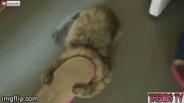 Cats.... | image tagged in gifs,cats | made w/ Imgflip video-to-gif maker