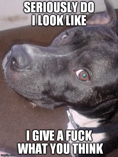 DOG | SERIOUSLY DO I LOOK LIKE I GIVE A F**K WHAT YOU THINK | image tagged in seriously face | made w/ Imgflip meme maker