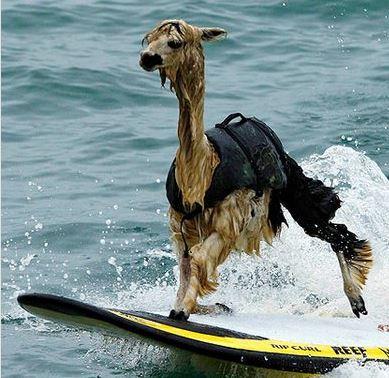 This Llama is surfing Blank Meme Template