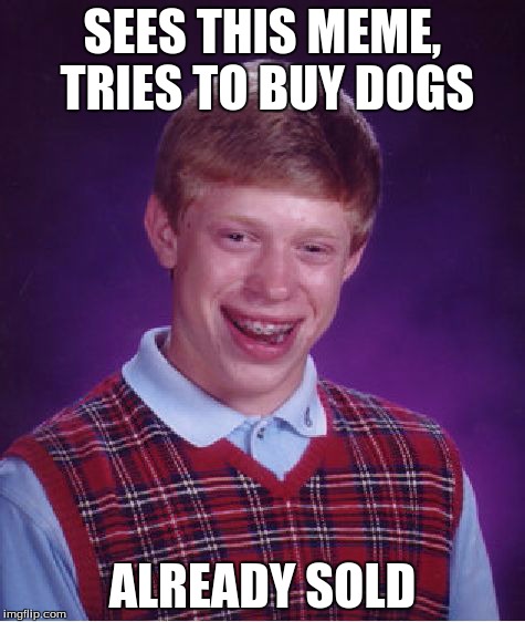 Bad Luck Brian Meme | SEES THIS MEME, TRIES TO BUY DOGS ALREADY SOLD | image tagged in memes,bad luck brian | made w/ Imgflip meme maker