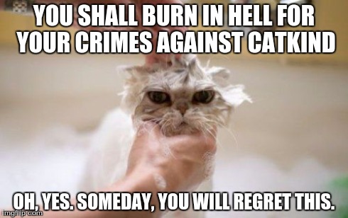Crimes against catkind | YOU SHALL BURN IN HELL FOR YOUR CRIMES AGAINST CATKIND OH, YES. SOMEDAY, YOU WILL REGRET THIS. | image tagged in cats,meme | made w/ Imgflip meme maker