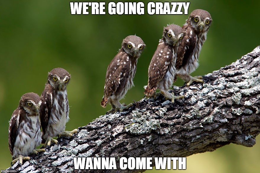 WE'RE GOING CRAZZY WANNA COME WITH | image tagged in owls,crazzy | made w/ Imgflip meme maker