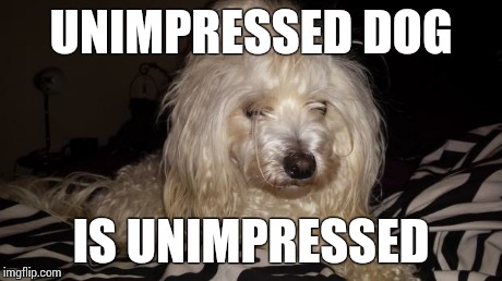 UNIMPRESSED DOG IS UNIMPRESSED | image tagged in unimpressed | made w/ Imgflip meme maker