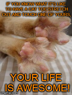 life with cats <3 | IF YOU KNOW WHAT IT'S LIKE TO HAVE A CAT TOE STRETCH OUT AND TOUCH ONE OF YOURS, YOUR LIFE IS AWESOME! | image tagged in kittycat toe,cats | made w/ Imgflip meme maker