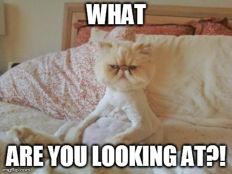 image tagged in grumpy cat 4,funny,cats | made w/ Imgflip meme maker