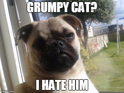 Grumpy Dog | GRUMPY CAT? I HATE HIM | image tagged in grumpy dog,grumpy cat | made w/ Imgflip meme maker
