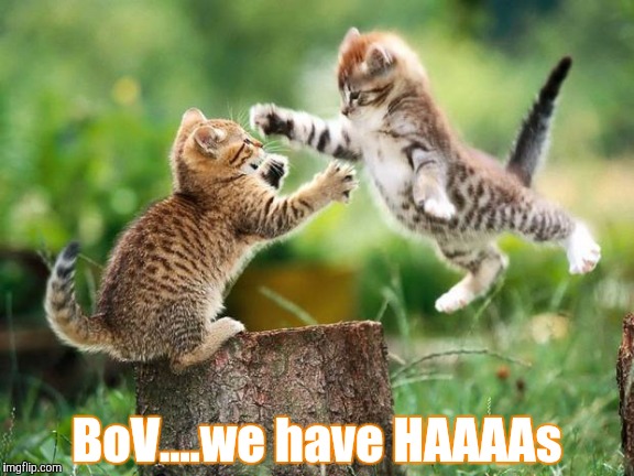 kittens | BoV....we have HAAAAs | image tagged in kittens | made w/ Imgflip meme maker