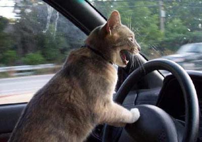 Cat Driving Blank Meme Template