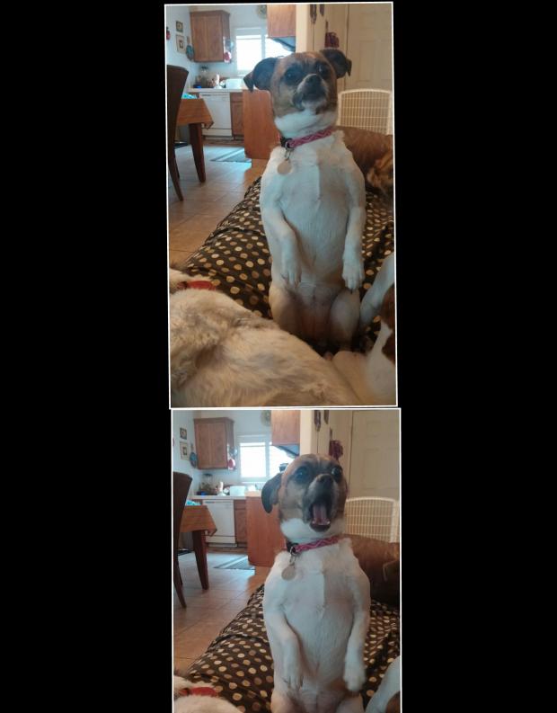 shocked dog Blank Meme Template