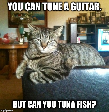 Cool Cat. | YOU CAN TUNE A GUITAR. BUT CAN YOU TUNA FISH? | image tagged in cat,puns | made w/ Imgflip meme maker