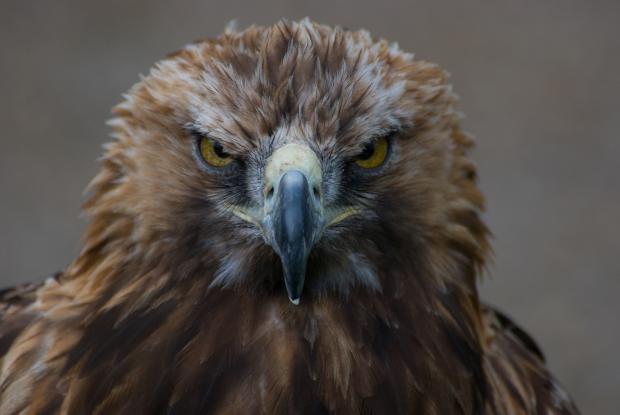 High Quality Golden Eagle Stare Blank Meme Template