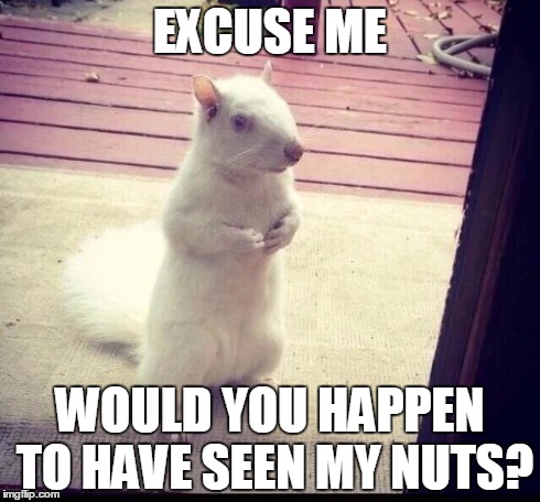 Albino Squirrel | EXCUSE ME WOULD YOU HAPPEN TO HAVE SEEN MY NUTS? | image tagged in albino squirrel | made w/ Imgflip meme maker