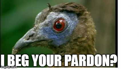 I BEG YOUR PARDON? | image tagged in bird | made w/ Imgflip meme maker