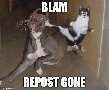 Own cat | BLAM REPOST GONE | image tagged in own cat | made w/ Imgflip meme maker