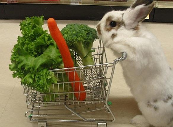 Bunny shopping Blank Meme Template