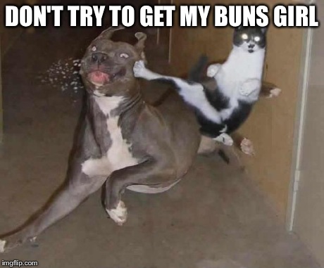 Own cat | DON'T TRY TO GET MY BUNS GIRL | image tagged in own cat | made w/ Imgflip meme maker