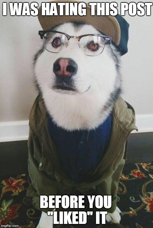Hipster Husky | I WAS HATING THIS POST BEFORE YOU "LIKED" IT | image tagged in hipster husky,facebook,lolz,original | made w/ Imgflip meme maker