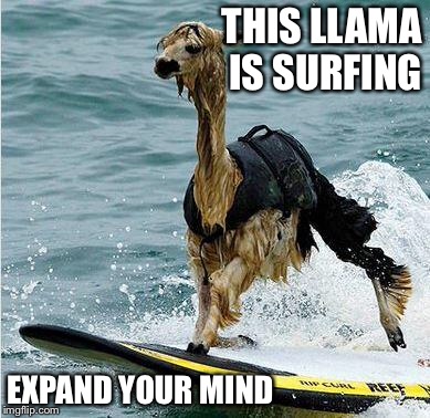 let's go surfing now all the Llamas learning how | THIS LLAMA IS SURFING EXPAND YOUR MIND | image tagged in this llama is surfing,memes | made w/ Imgflip meme maker