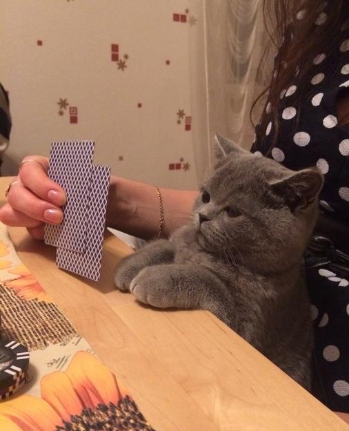 High Quality Poker Cat Blank Meme Template