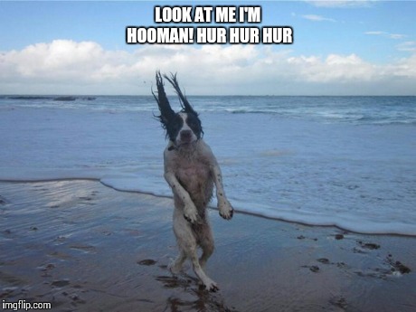 Look at me! | LOOK AT ME I'M HOOMAN! HUR HUR HUR | image tagged in dog,standing,beach | made w/ Imgflip meme maker