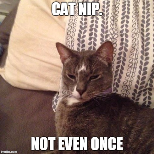 CAT NIP. NOT EVEN ONCE | image tagged in high cat | made w/ Imgflip meme maker