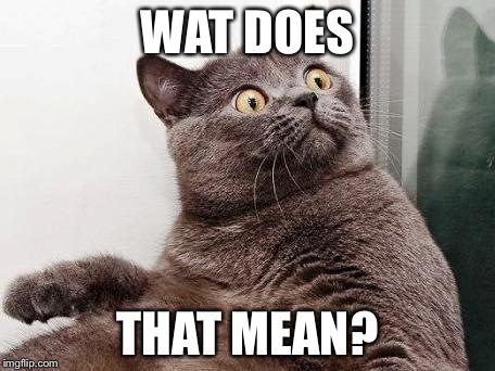 THE HELL cat | WAT DOES THAT MEAN? | image tagged in the hell cat | made w/ Imgflip meme maker