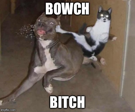 Own cat | BOWCH B**CH | image tagged in own cat | made w/ Imgflip meme maker