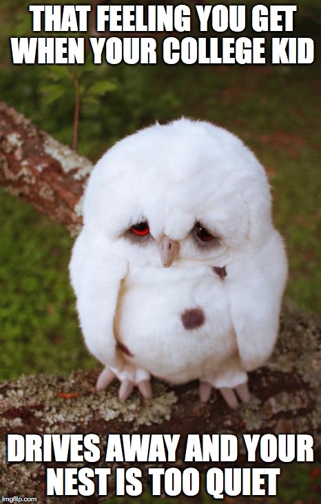 sad owl | THAT FEELING YOU GET WHEN YOUR COLLEGE KID DRIVES AWAY AND YOUR NEST IS TOO QUIET | image tagged in sad owl | made w/ Imgflip meme maker