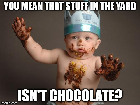 Chocolate baby king | YOU MEAN THAT STUFF IN THE YARD ISN'T CHOCOLATE? | image tagged in chocolate baby king | made w/ Imgflip meme maker