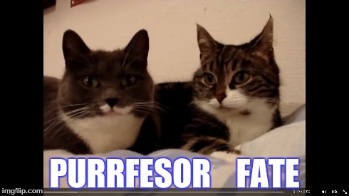 PURRFESOR    FATE | image tagged in funny face | made w/ Imgflip meme maker