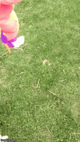 Nelson and his favorite toy | image tagged in gifs,dogs,springtime,puppy | made w/ Imgflip video-to-gif maker