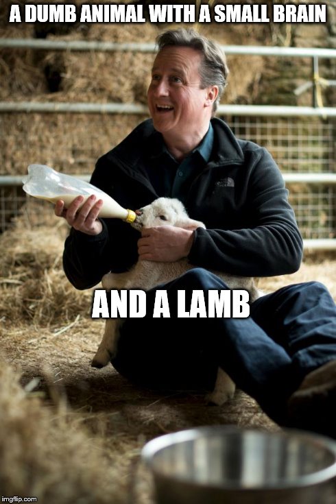 Please Vote for me | A DUMB ANIMAL WITH A SMALL BRAIN AND A LAMB | image tagged in cameron lamb | made w/ Imgflip meme maker