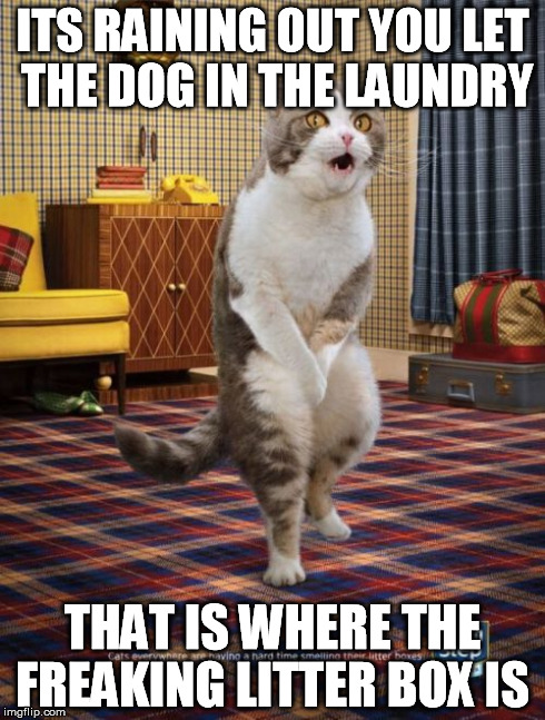 Gotta Go Cat | ITS RAINING OUT YOU LET THE DOG IN THE LAUNDRY THAT IS WHERE THE FREAKING LITTER BOX IS | image tagged in memes,gotta go cat | made w/ Imgflip meme maker