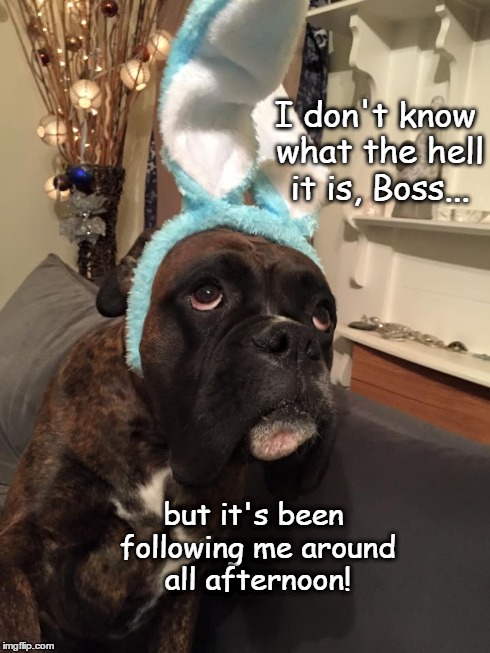 UFO | I don't know what the hell it is, Boss... but it's been following me around all afternoon! | image tagged in funny,memes,dogs,boxer | made w/ Imgflip meme maker