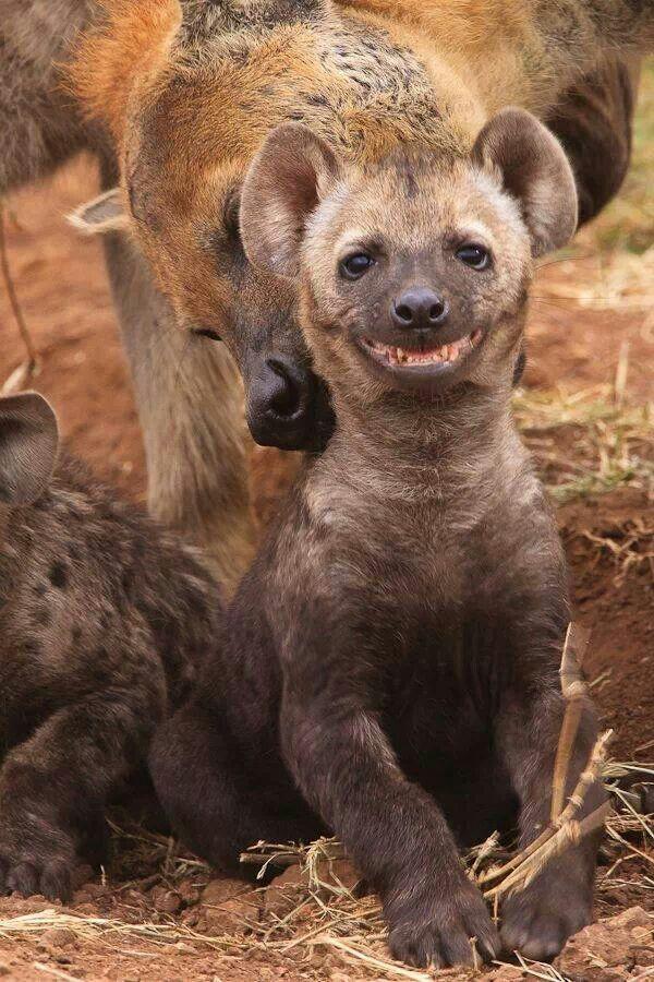 High Quality smile Hyena Blank Meme Template