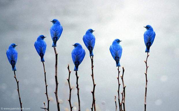 High Quality Bluebirds Blank Meme Template