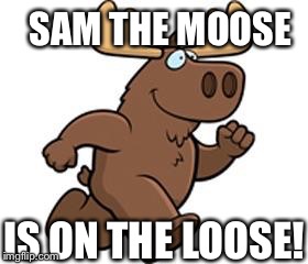 Moose on the loose | SAM THE MOOSE IS ON THE LOOSE! | image tagged in moose on the loose | made w/ Imgflip meme maker